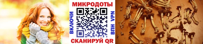 Псилоцибиновые грибы Psilocybe  закладка  Муром 